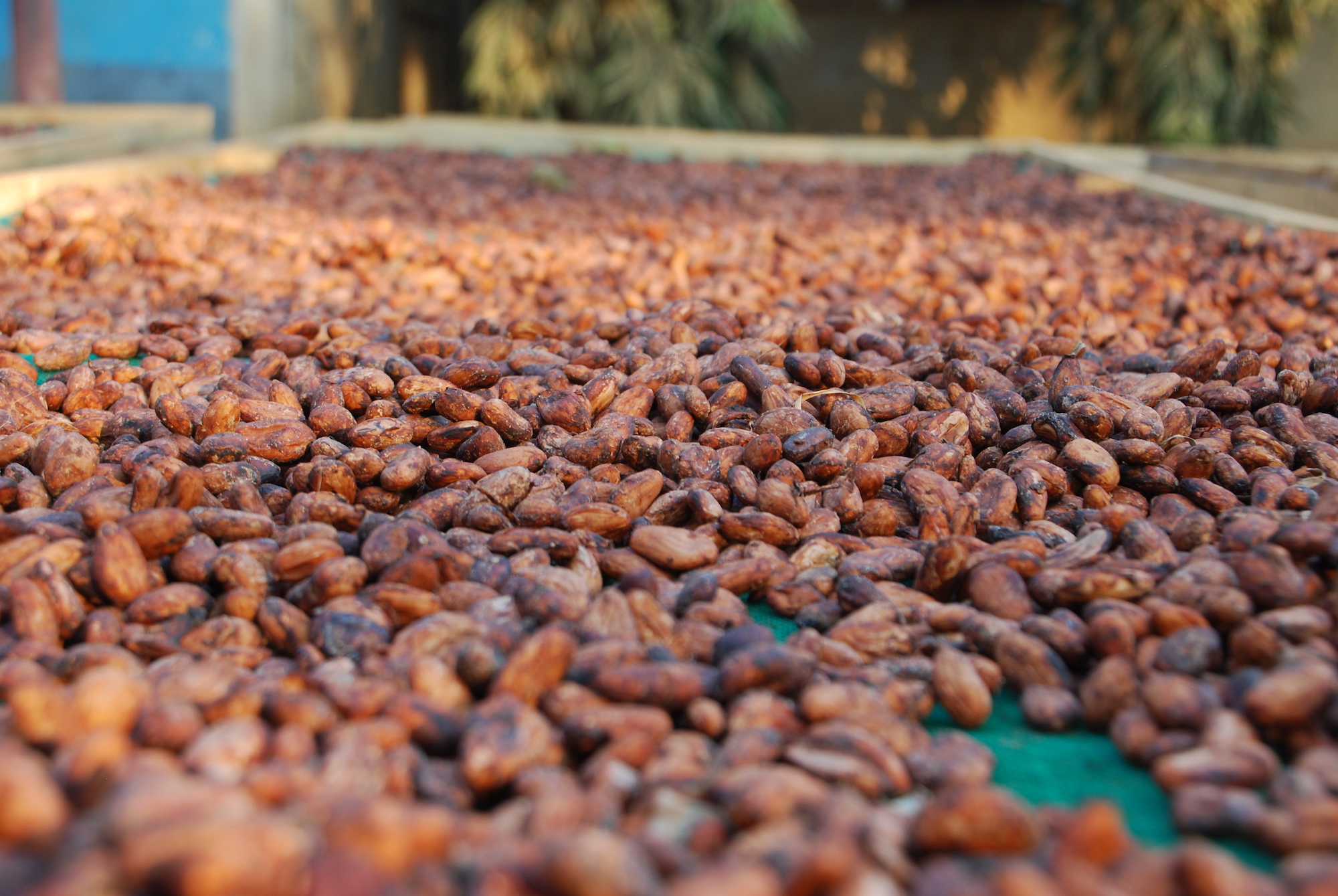 11802円 品質が完璧 創健社 有機栽培カカオ豆１００％使用 ココア 80g×15個 JAN:4901735014668
