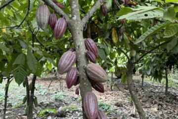 カカオの木